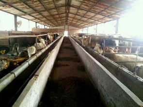 山東海水養殖技術研發的領軍者 國家級示范養殖基地探析