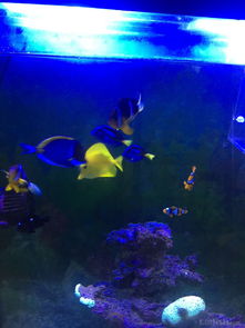 昌平北七家海水魚友出養定老魚，限同城打包自提，共探海水養殖技術交流